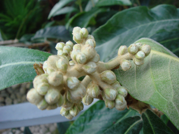 Эриоботрия японская, Локва - Eriobotrya japonica