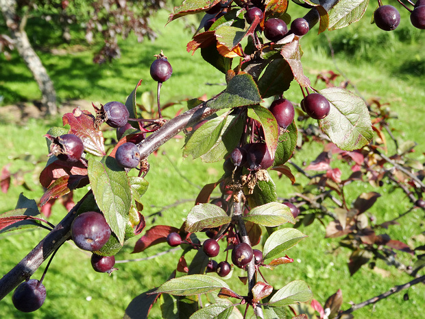 Яблоня 'СШ' - Malus 'US'