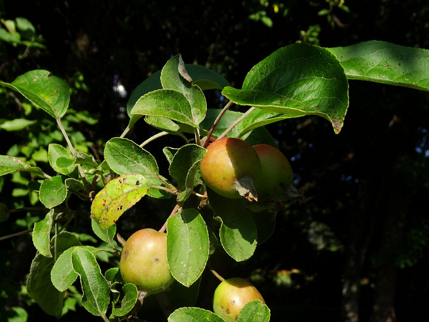 Яблоня лесная - Malus sylvestris