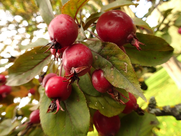 Яблоня обильноцветущая - Malus floribunda