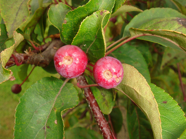 Яблоня сливолистная - Malus prunifolia