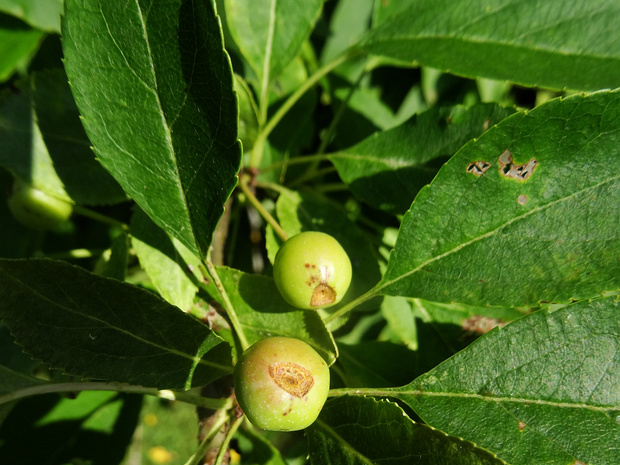 Яблоня ягодная - Malus rockii