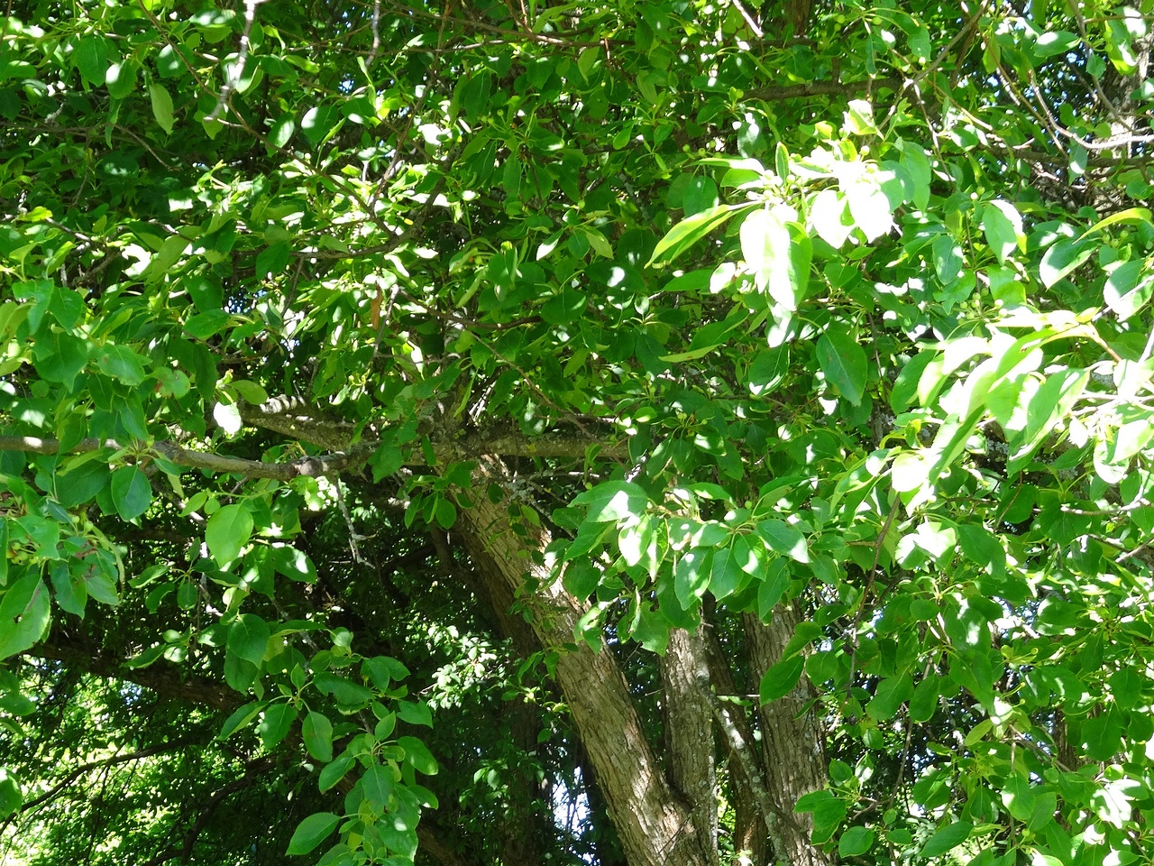 DSC04230