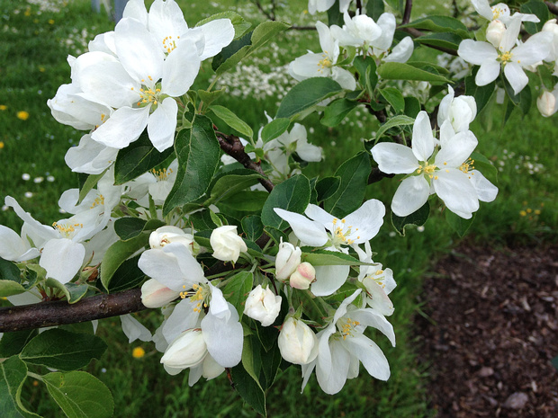 Яблоня x 'Джон Дауни' - Malus x sylvestris 'John Downie'
