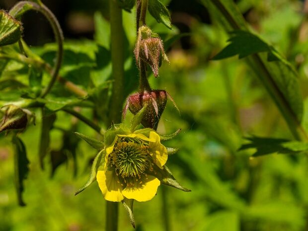 Гравилат x промежуточный - Geum x intermedium