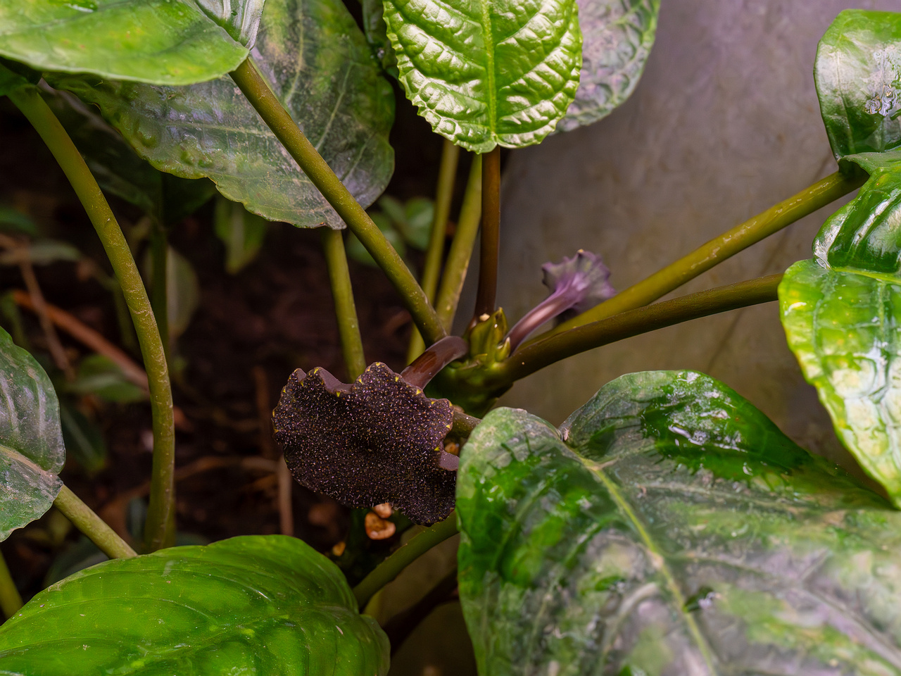 Dorstenia elata _2025-04-12_1-1