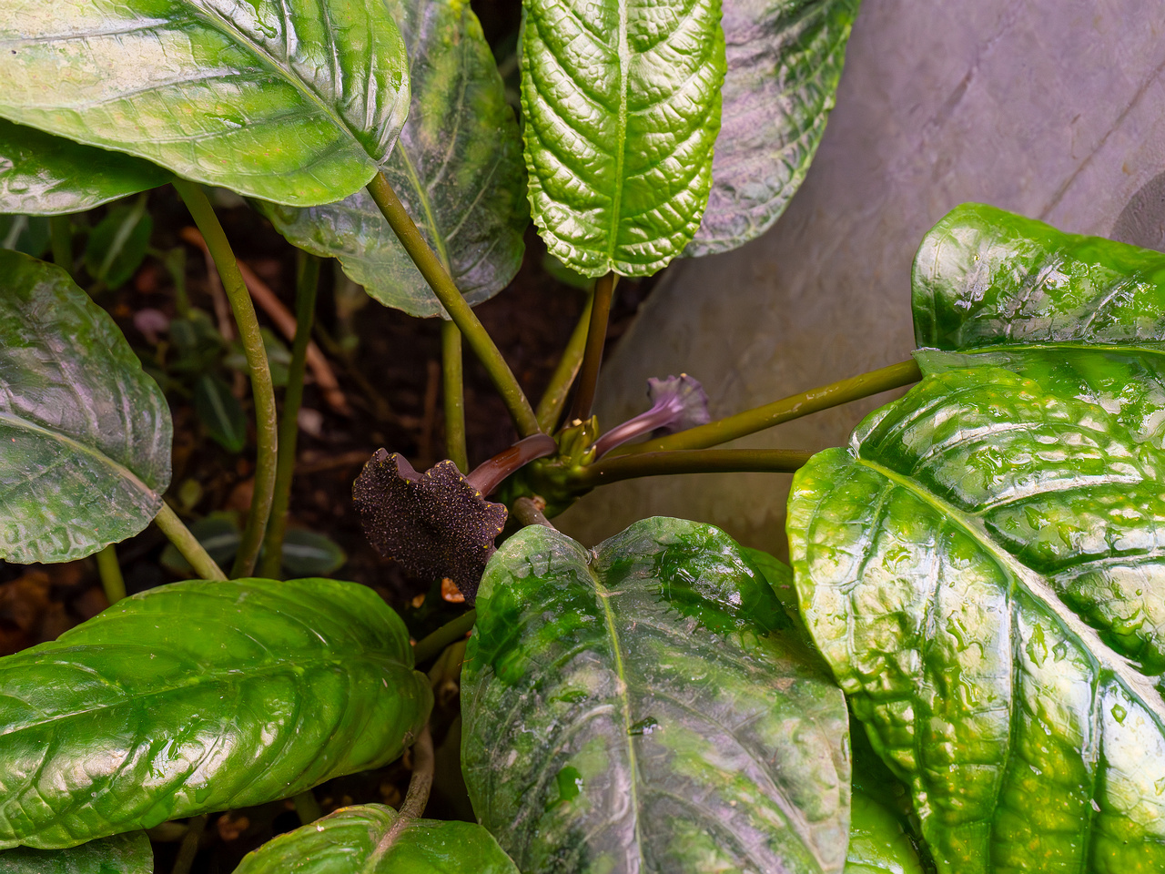 Dorstenia elata _2025-04-12_1-2