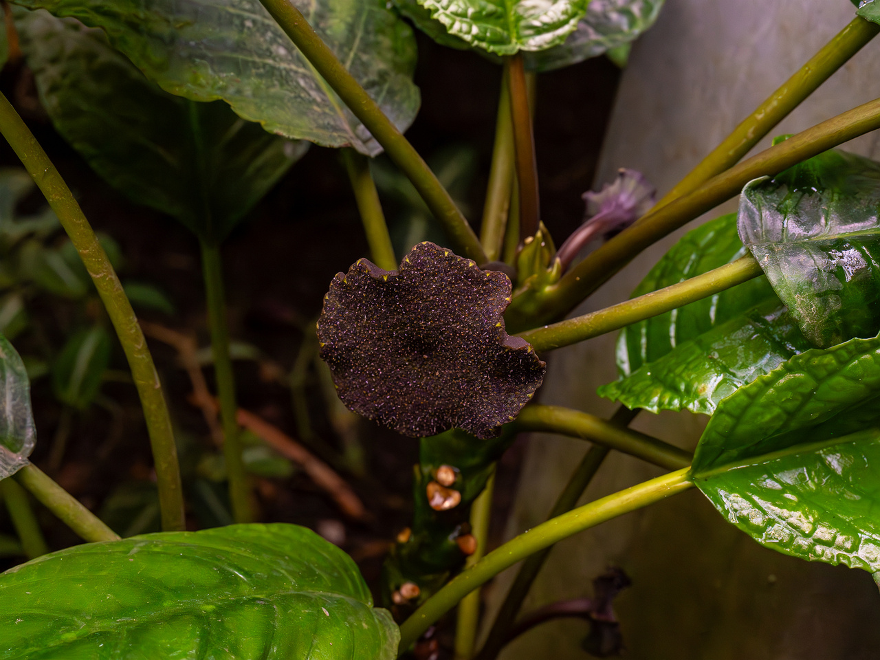Dorstenia elata _2025-04-12_1-3