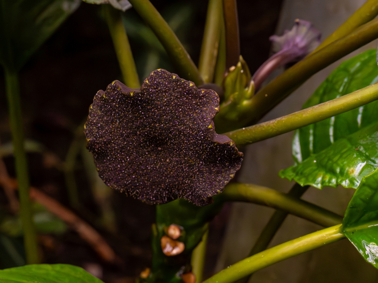 Dorstenia elata _2025-04-12_1-4