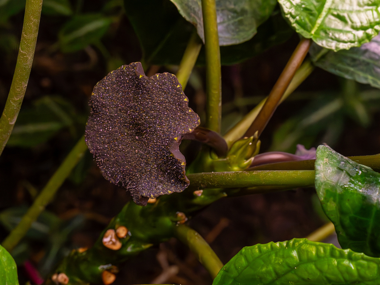 Dorstenia elata _2025-04-12_1-5