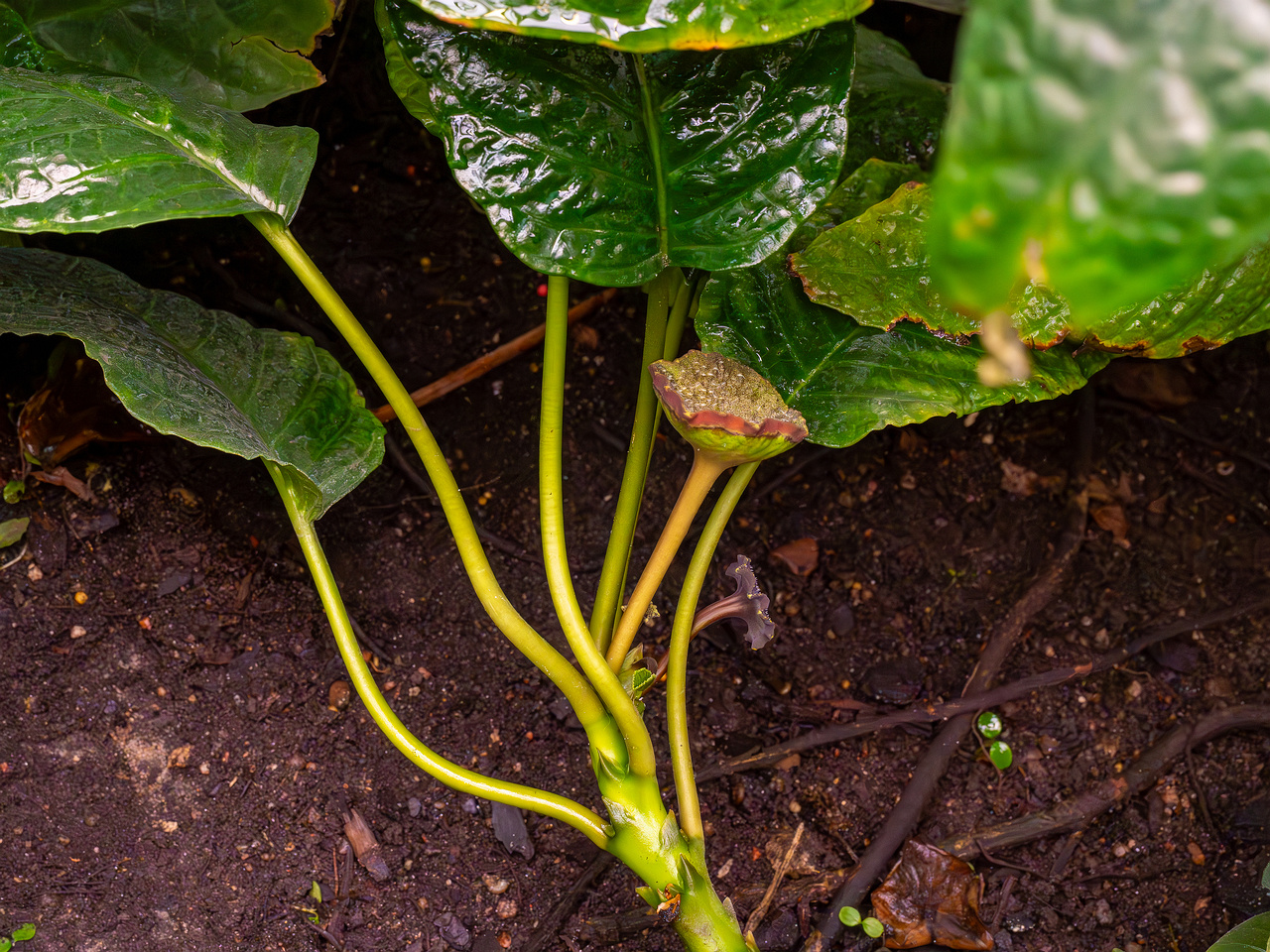 Dorstenia elata _2025-04-12_1-7