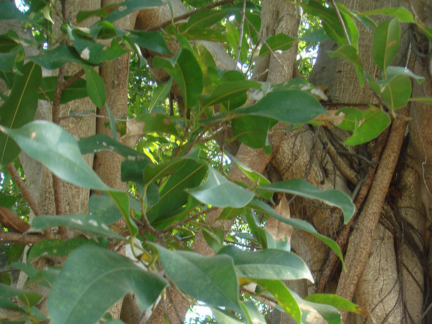 Фикус бенгальский - Ficus bengalensis