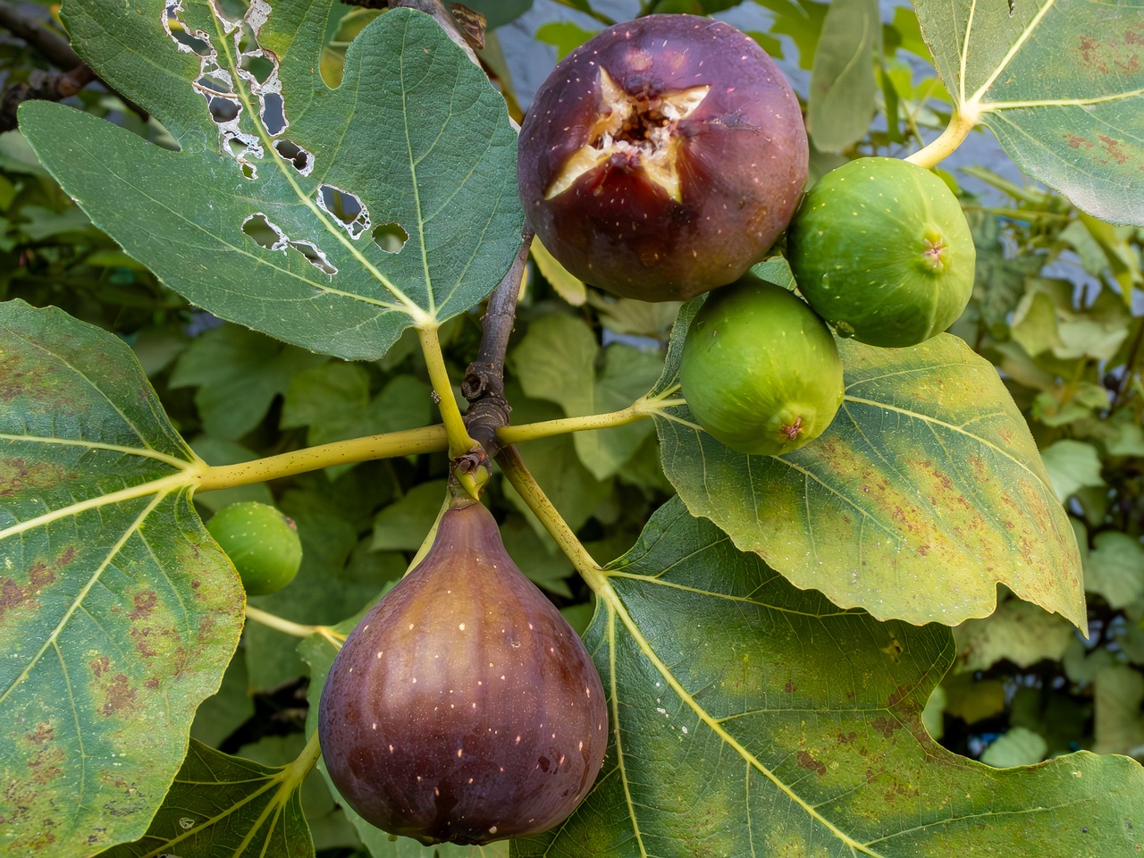 !Ficus carica _2025-08-21_1-7