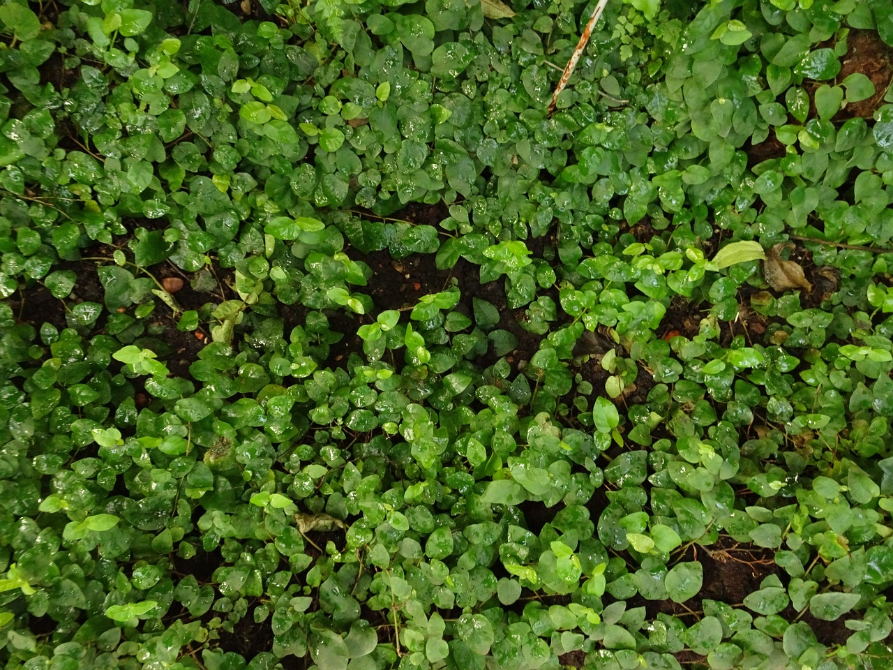 DSC01300