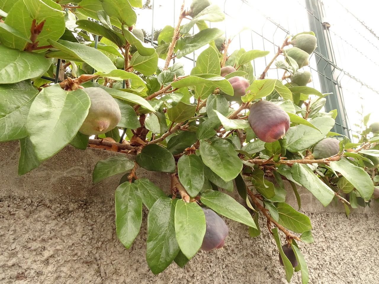 DSC07525