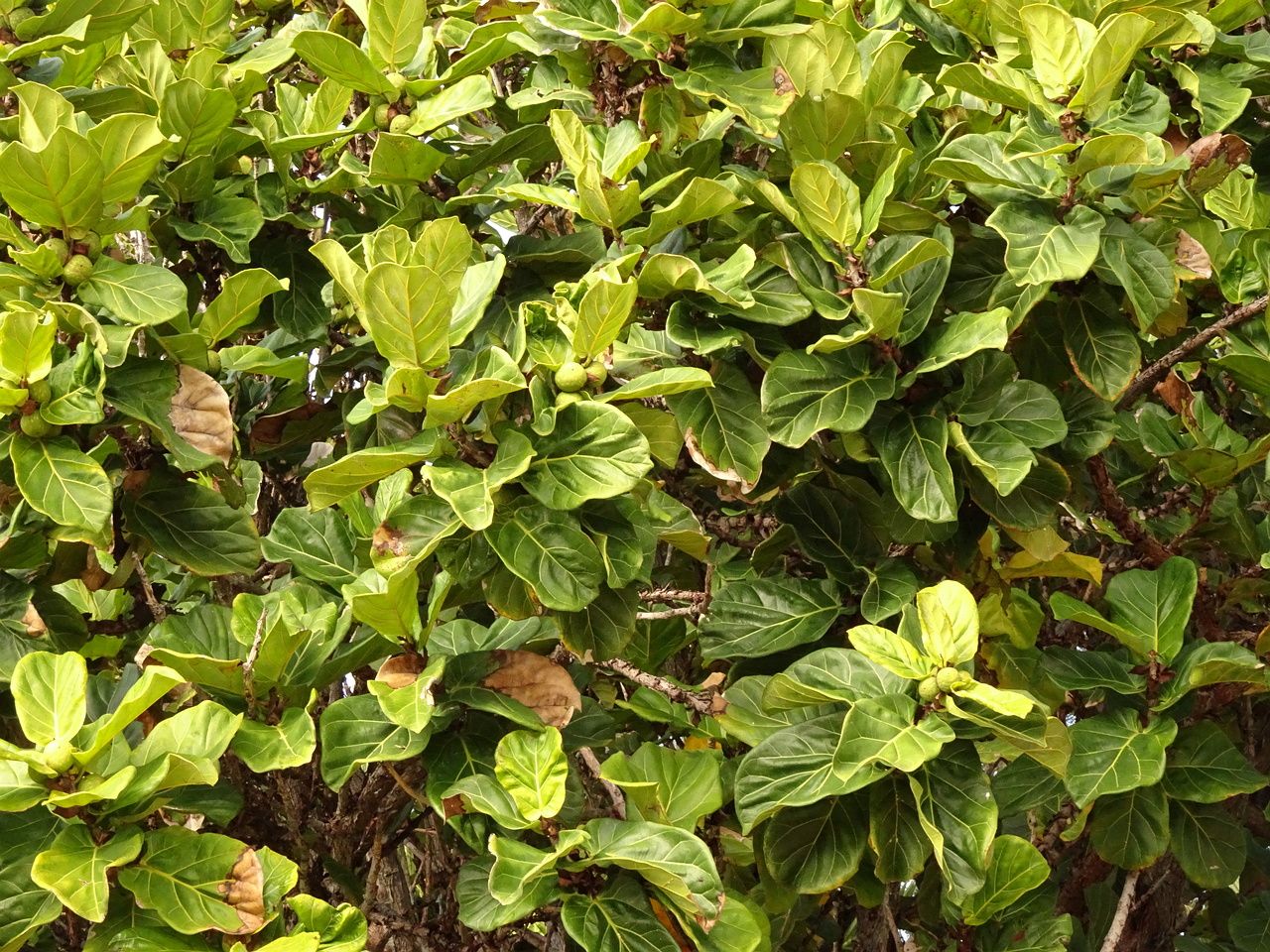 DSC07911