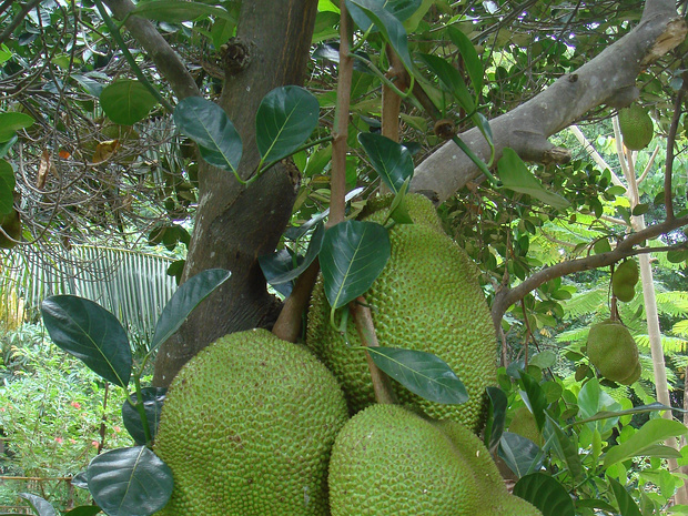 Хлебное дерево гетеротипное - Artocarpus heterophyllus