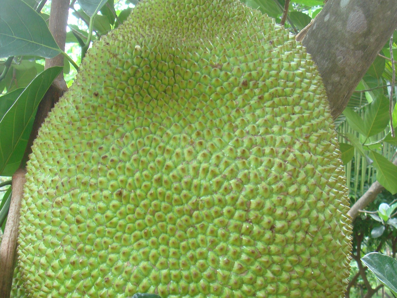 DSC05184