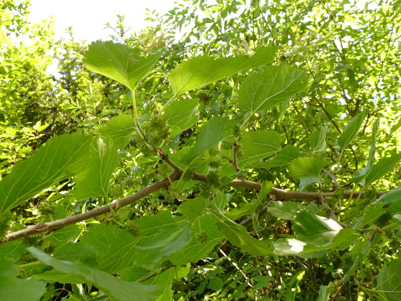 DSC02162