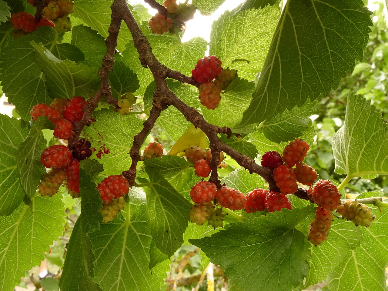DSC04899