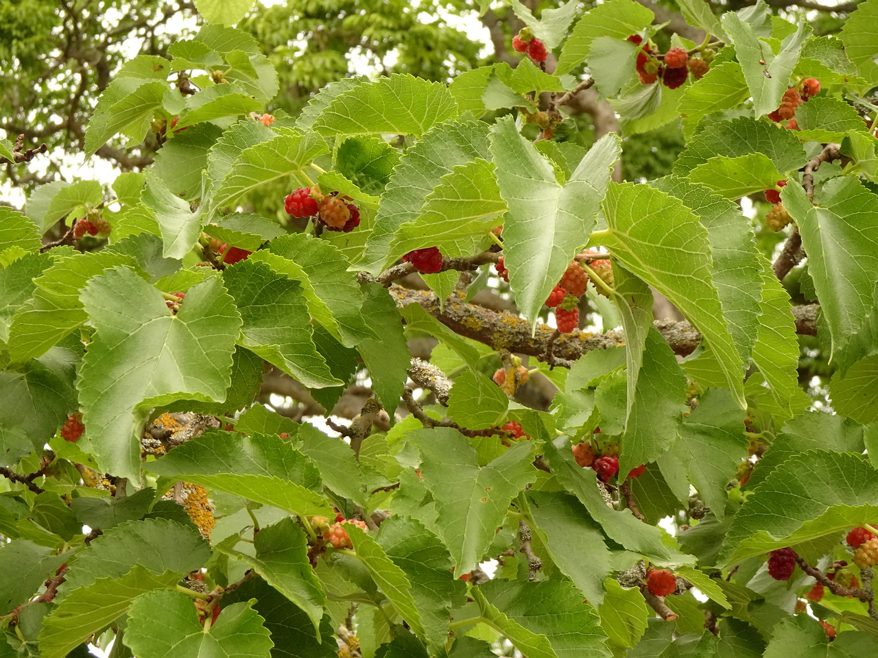 DSC04900