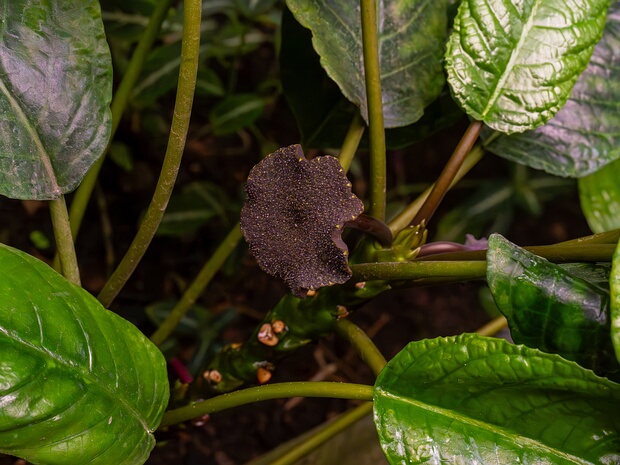 Дорстения высокая - Dorstenia elata