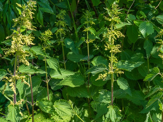 Крапивные - Urticaceae The Urticaceae are a family, the nettle family, of flowering plants. The family name comes from the genus Urtica. The...