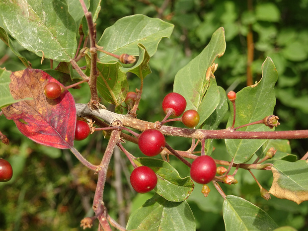 Крушиновые - Rhamnaceae The Rhamnaceae are a large family of flowering plants, mostly trees, shrubs, and some vines, commonly called the...