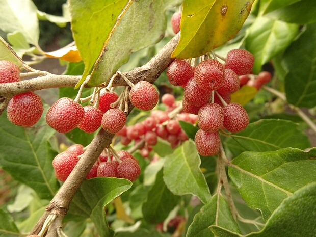 Лоховые - Elaeagnaceae The Elaeagnaceae are a plant family, the oleaster family, of the order Rosales comprising small trees and shrubs, native...