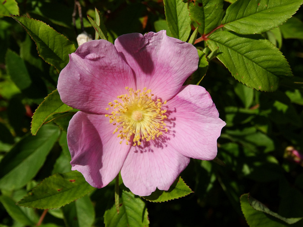 Розовые - Rosaceae Rosaceae, the rose family, is a medium-sized family of flowering plants, including 4,828 known species in 91 genera. The...