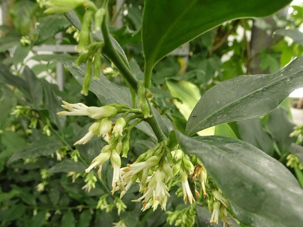 Саркококка низкая - Sarcococca humilis