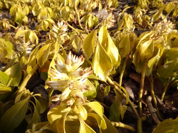 Пахизандра верхушечная - Pachysandra terminalis