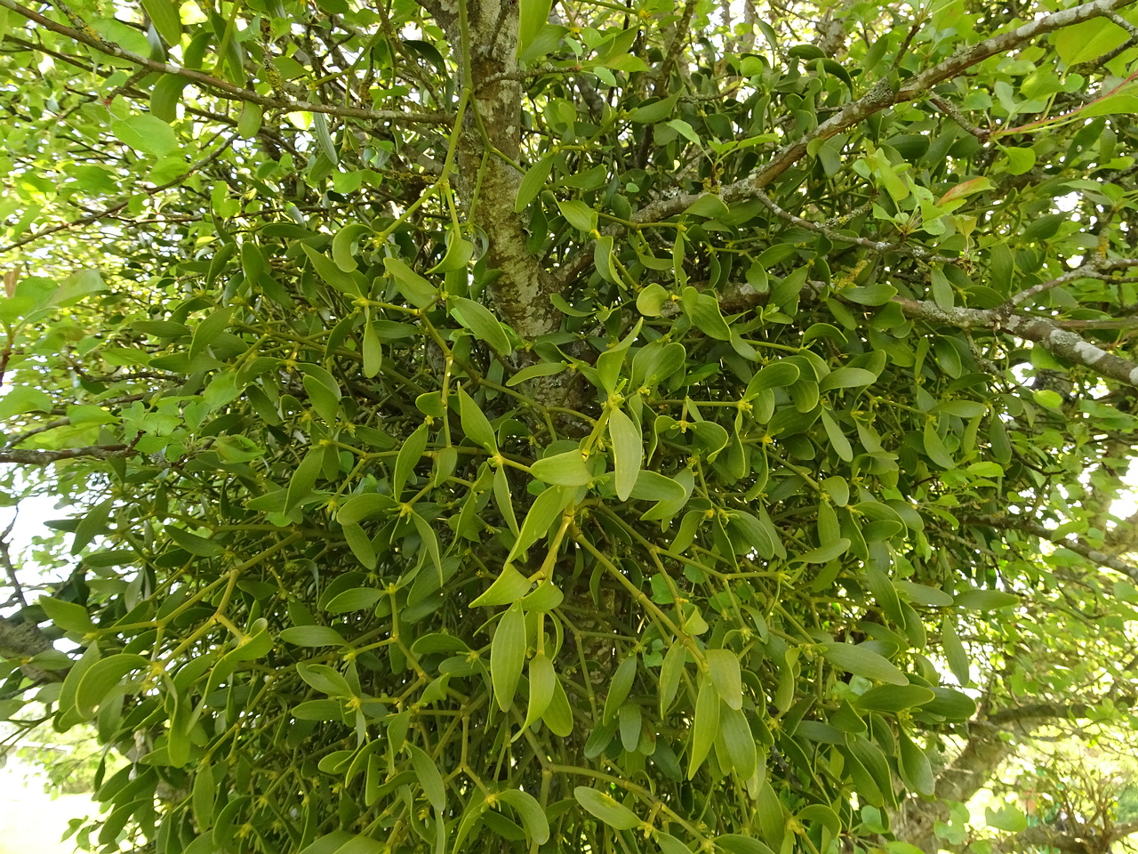DSC07468