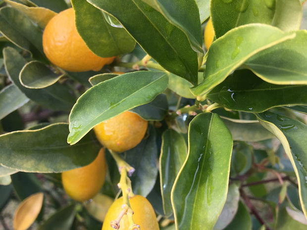 Кумкват - Citrus japonica