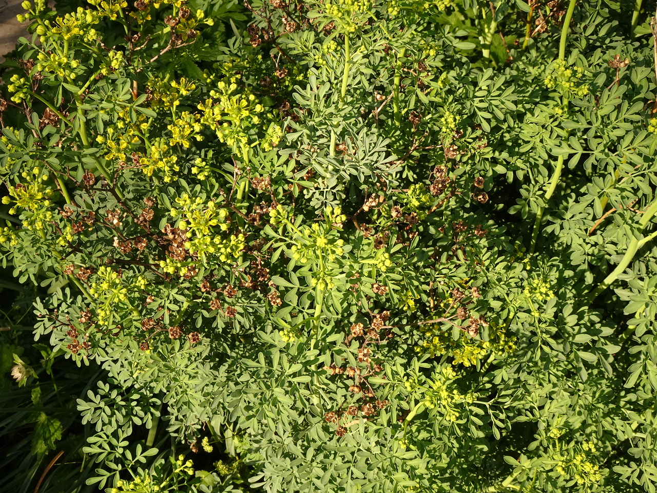 DSC01662