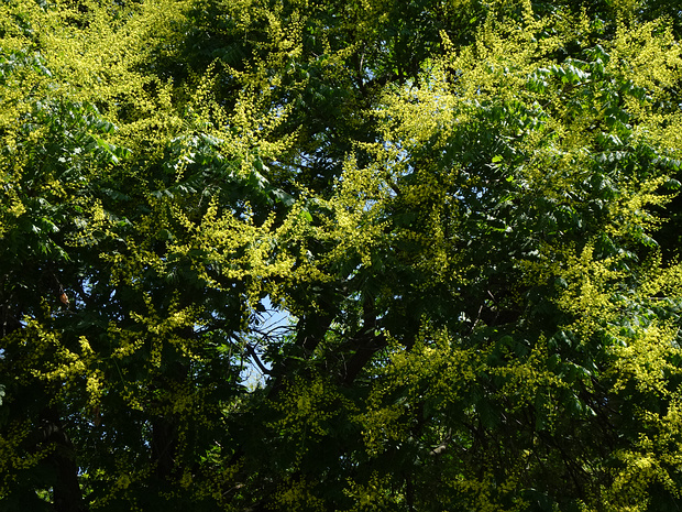 Кёльрейтерия метельчатая - Koelreuteria paniculata