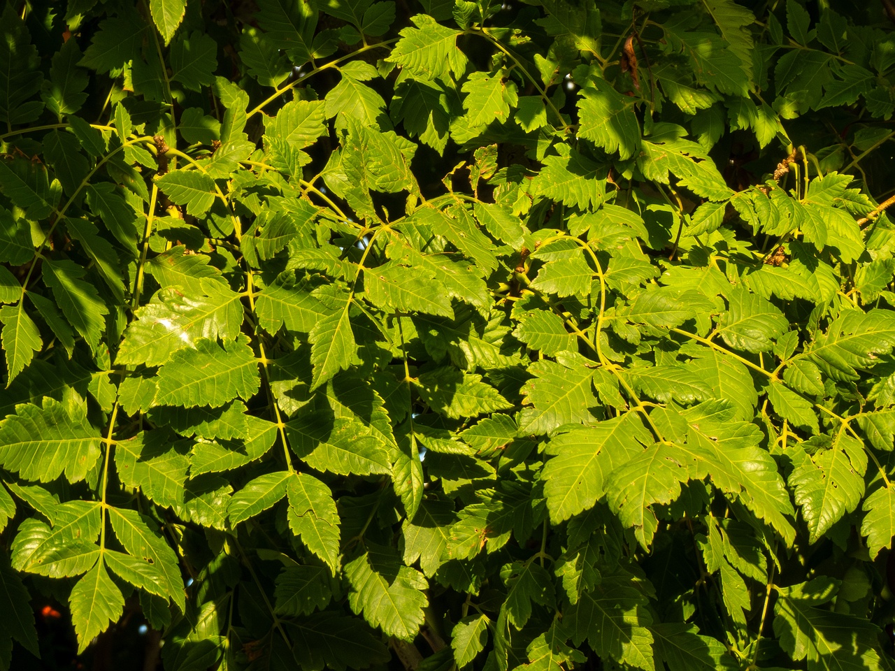 Koelreuteria paniculata _2025-08-21_1-2
