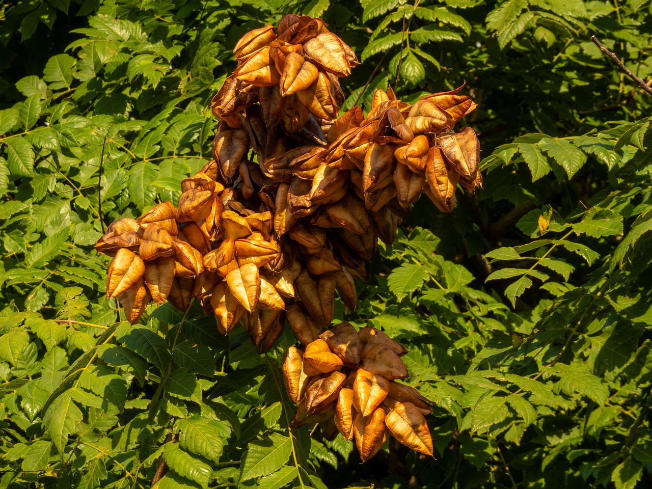 Koelreuteria paniculata _2025-08-21_1-3