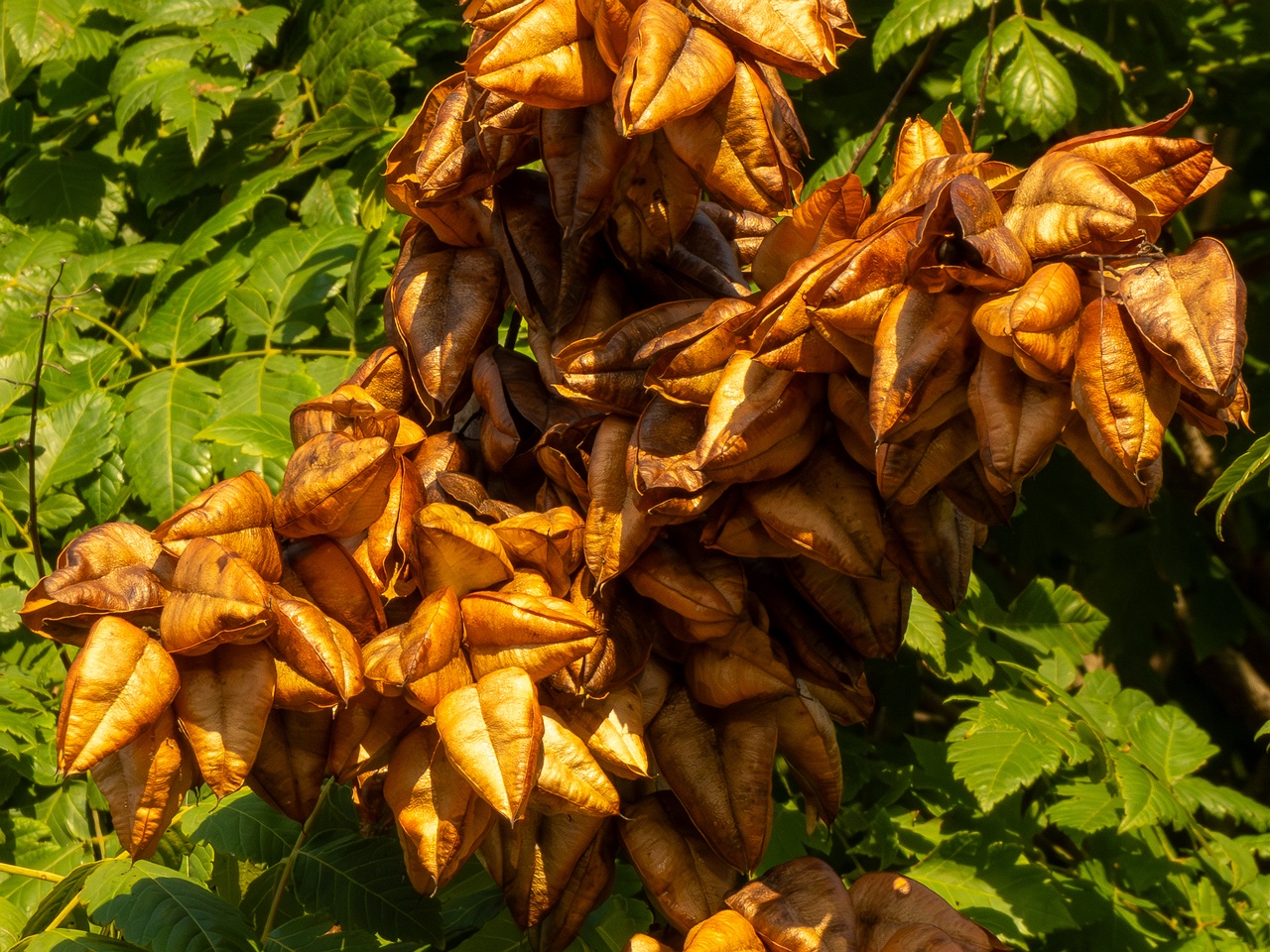 Koelreuteria paniculata _2025-08-21_1-4