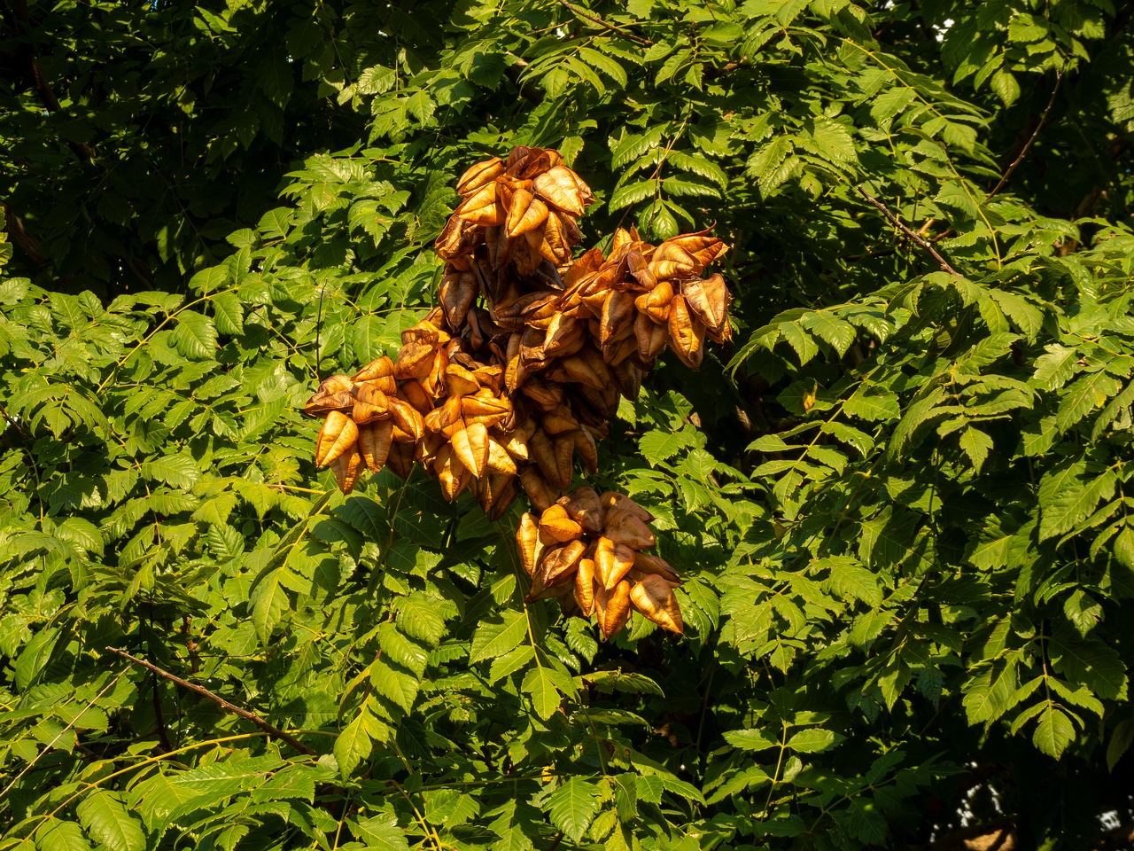 Koelreuteria paniculata _2025-08-21_1-5