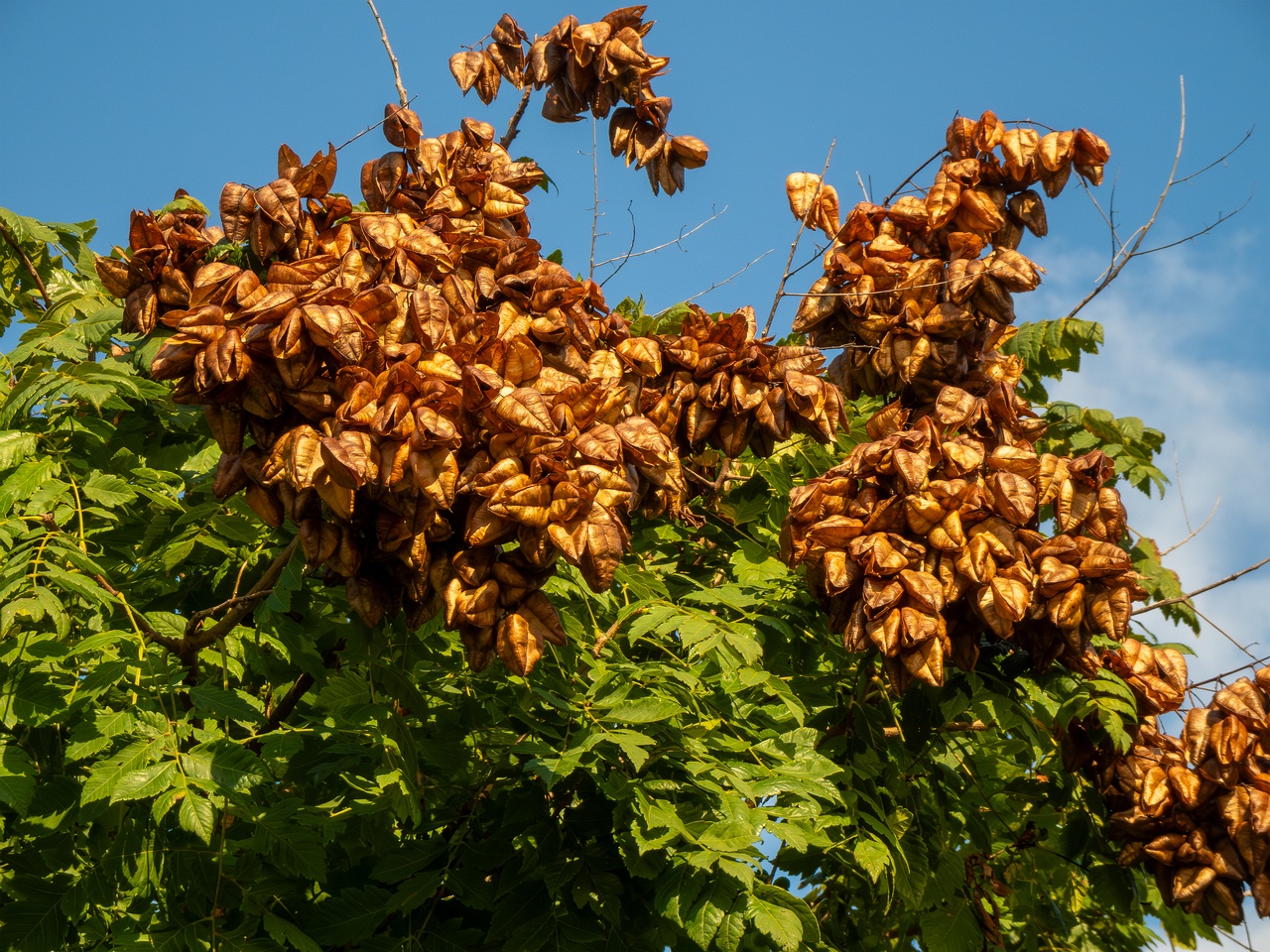 Koelreuteria paniculata _2025-08-21_1-6