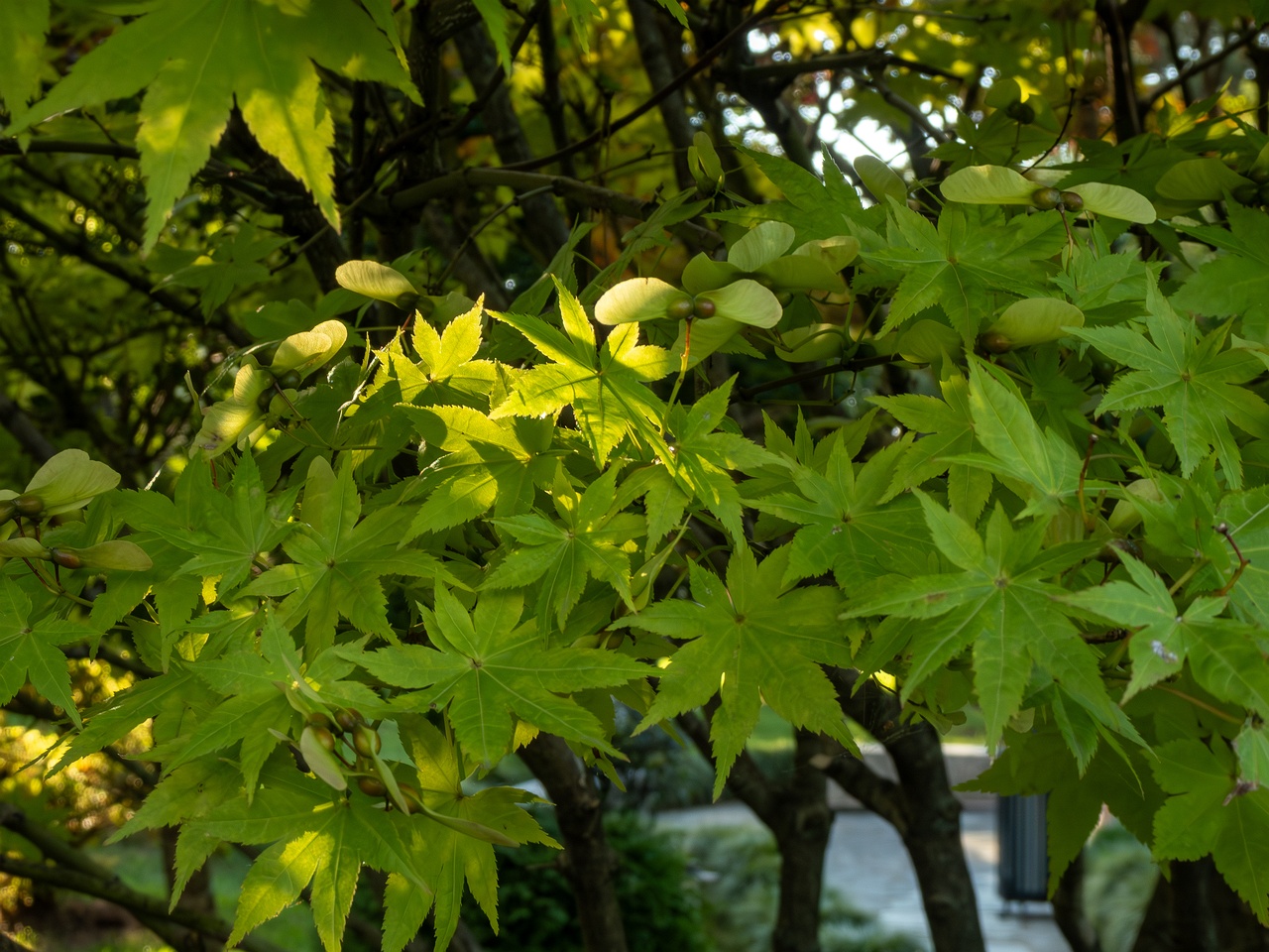 Acer palmatum _2025-08-18_1-1