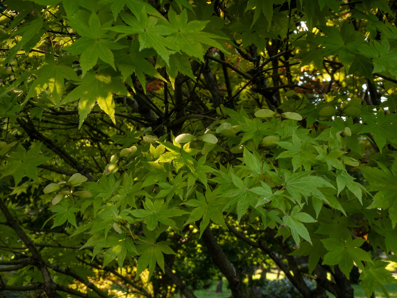 Acer palmatum _2025-08-18_1-2