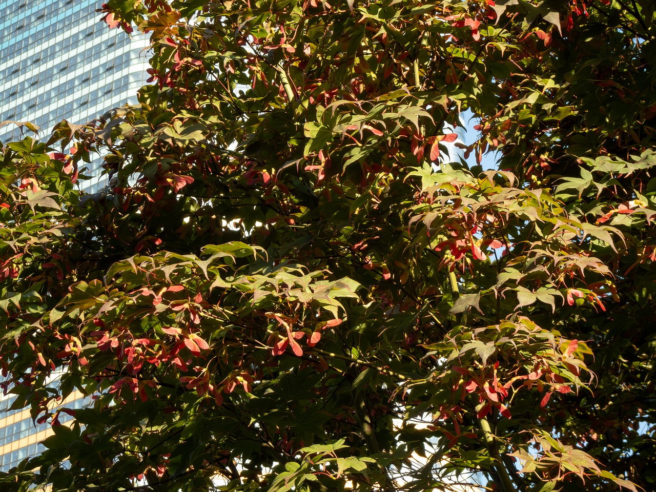 Acer palmatum _2025-08-18_1-5
