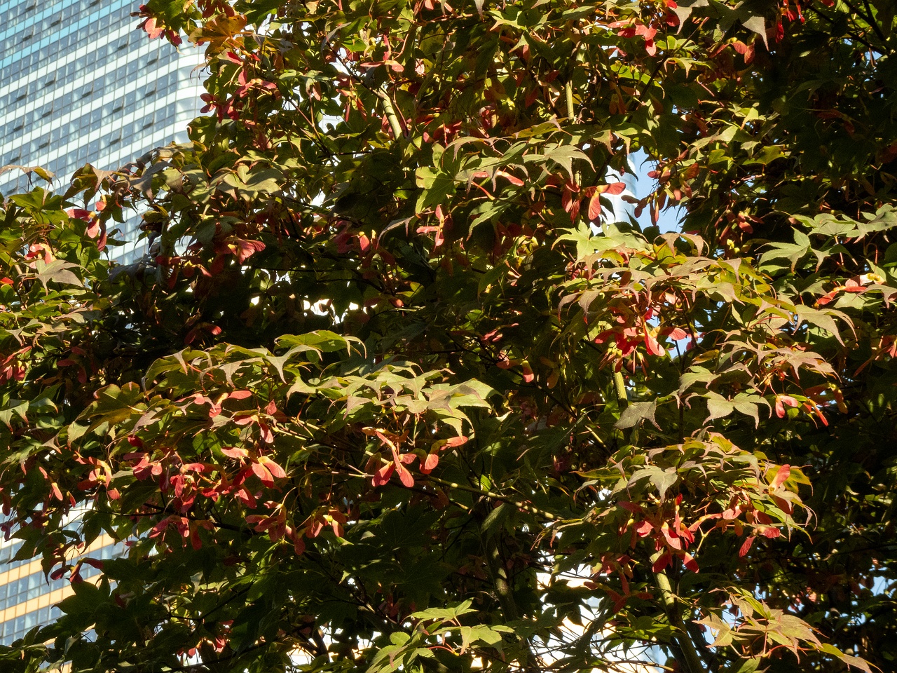 Acer palmatum _2025-08-18_1-6