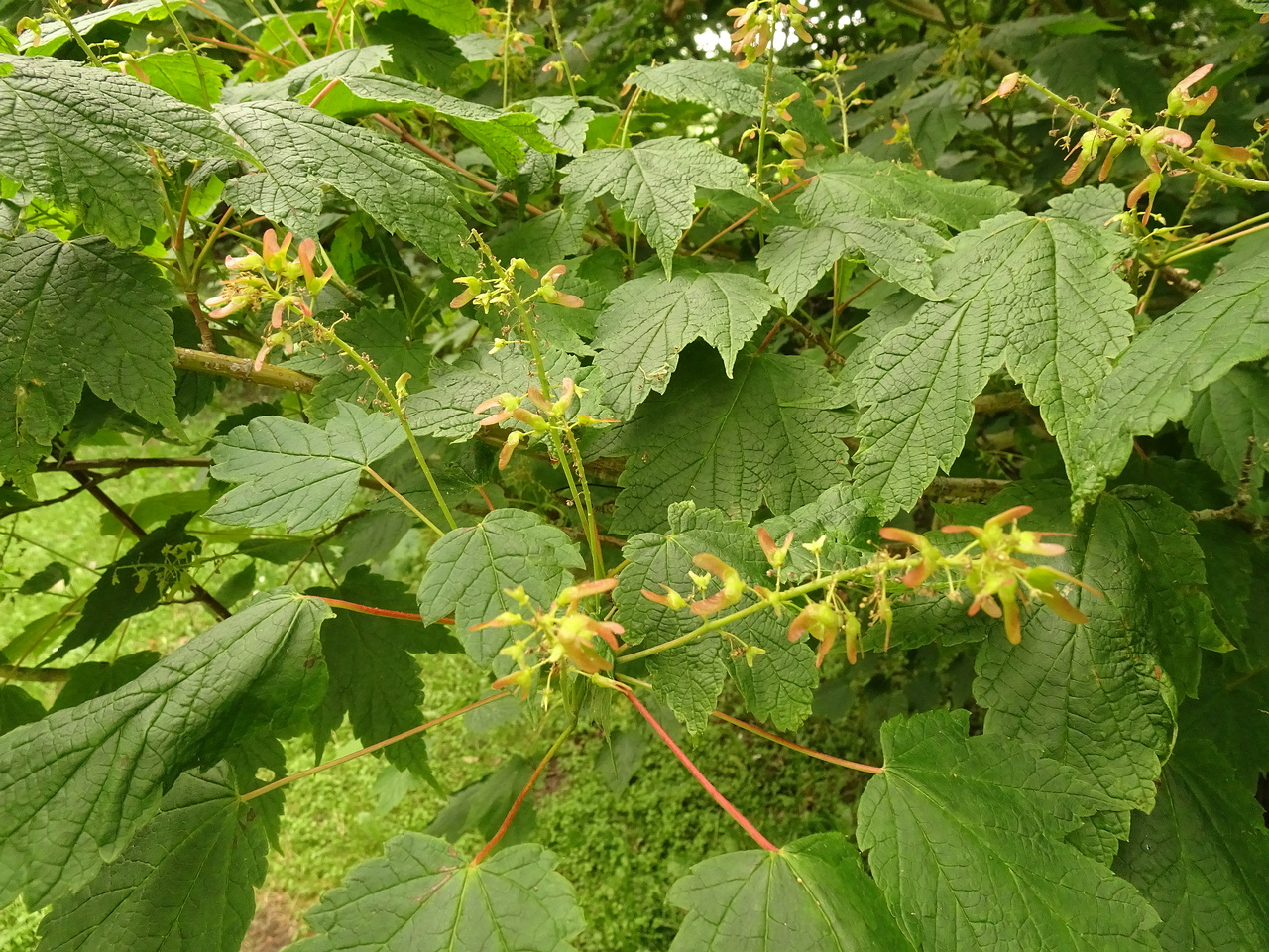 DSC04368