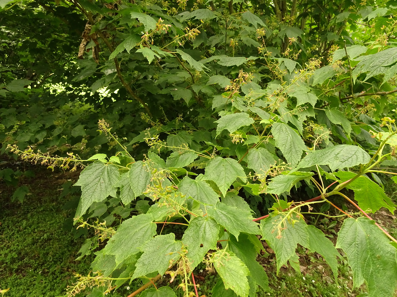 DSC04369