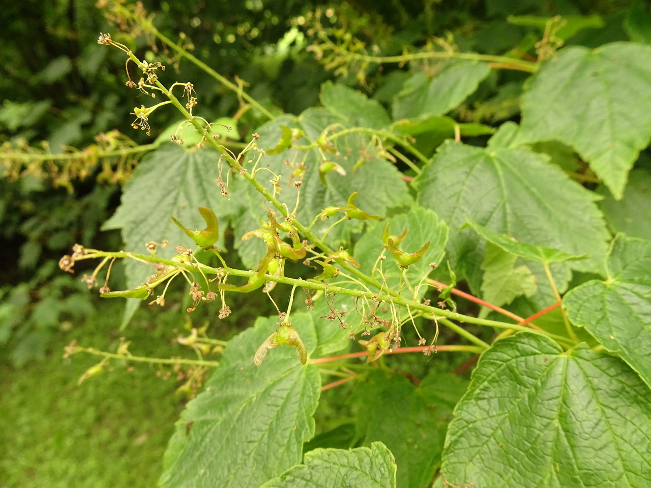 DSC04370