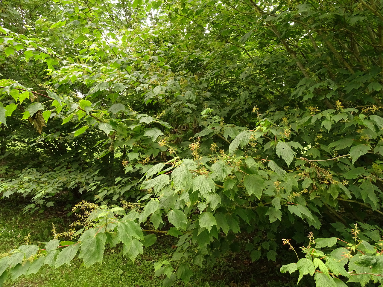 DSC04372