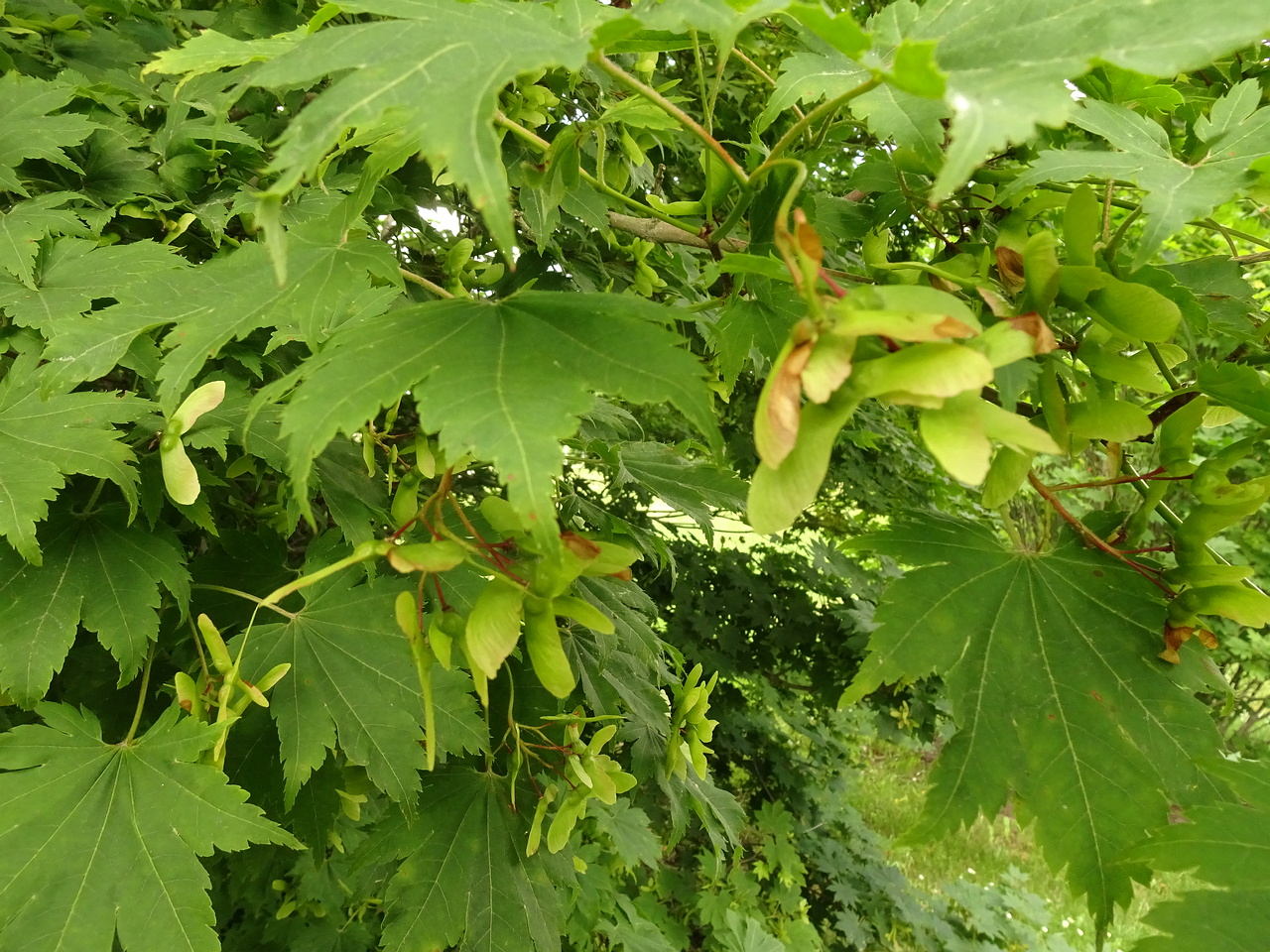 DSC04332